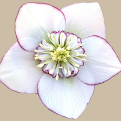 Čemeřice 'Quintessa Ice' - Helleborus hybridus 'Quintessa Ice'