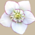 Helleborus hybridus 'Quintessa Ice'.png
