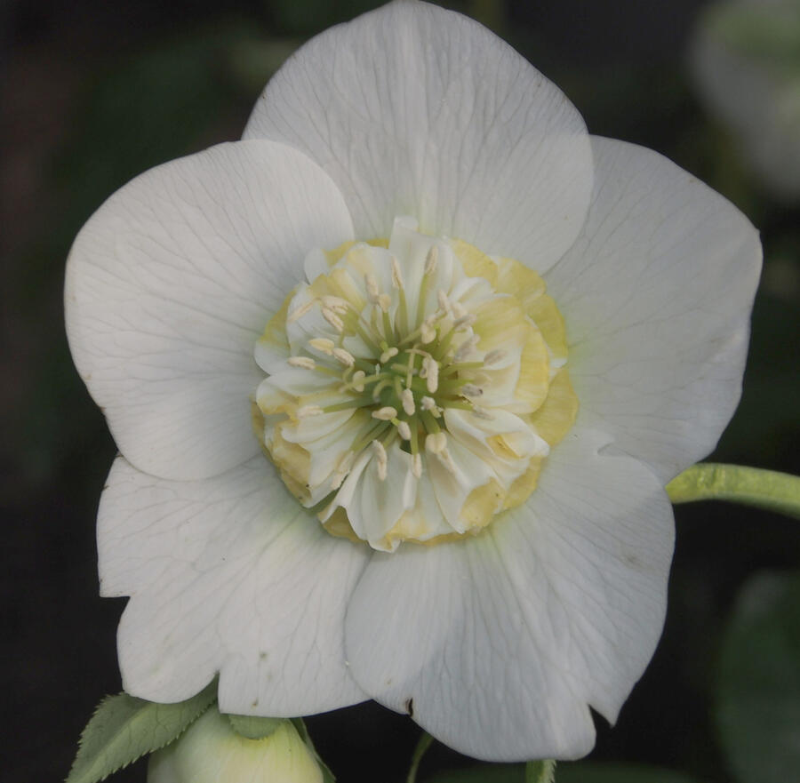 Čemeřice 'Quintessa Ice' - Helleborus hybridus 'Quintessa Ice'