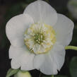 Čemeřice 'Quintessa Ice' - Helleborus hybridus 'Quintessa Ice'