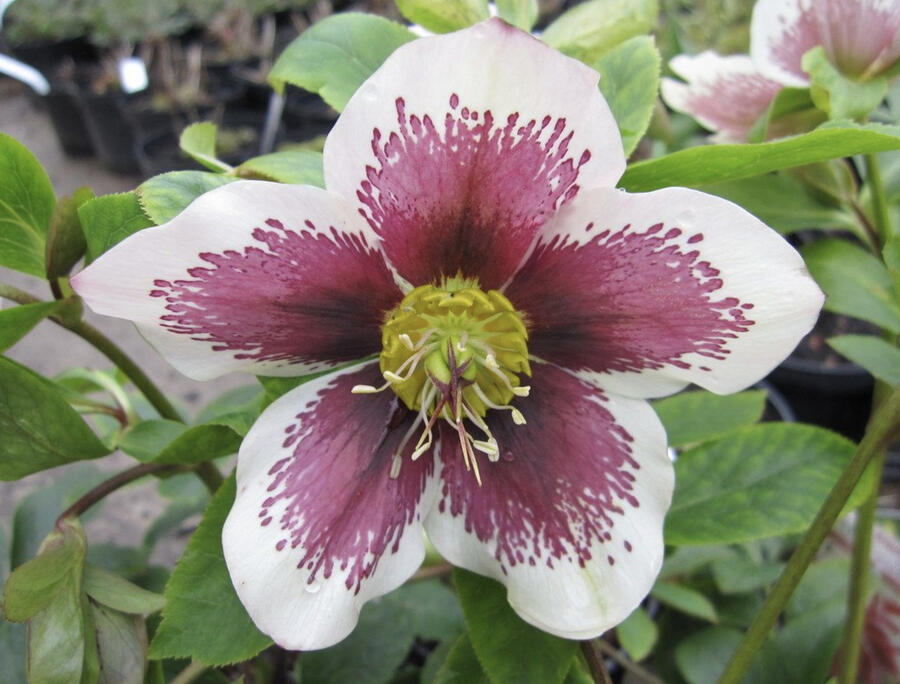 Čemeřice východní 'Pretty Ellen White Spotted' - Helleborus orientalis 'Pretty Ellen White Spotted'