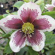 Čemeřice východní 'Pretty Ellen White Spotted' - Helleborus orientalis 'Pretty Ellen White Spotted'
