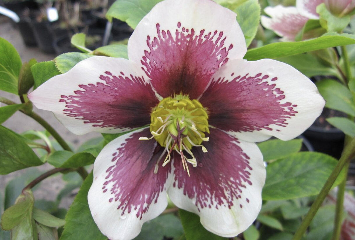 Čemeřice východní 'Pretty Ellen White Spotted' - Helleborus orientalis 'Pretty Ellen White Spotted'