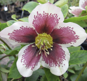 Čemeřice východní 'Pretty Ellen White Spotted' - Helleborus orientalis 'Pretty Ellen White Spotted'