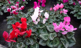 Cyclamen 3.jpg