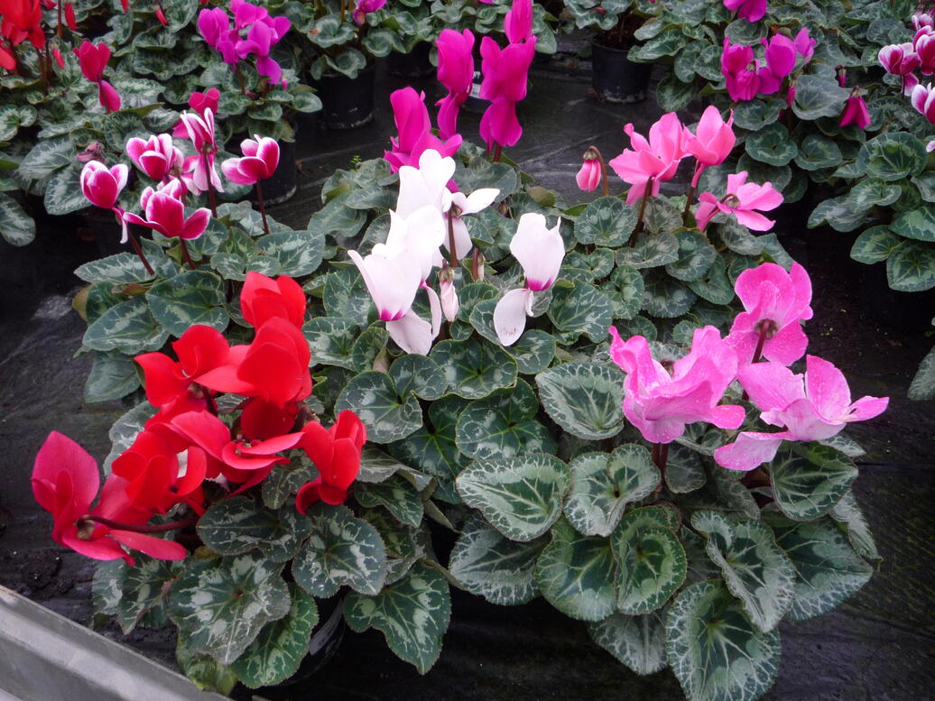 Cyclamen 3
