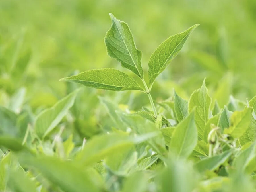 Bez černý 'Haschberg' - Sambucus nigra 'Haschberg'