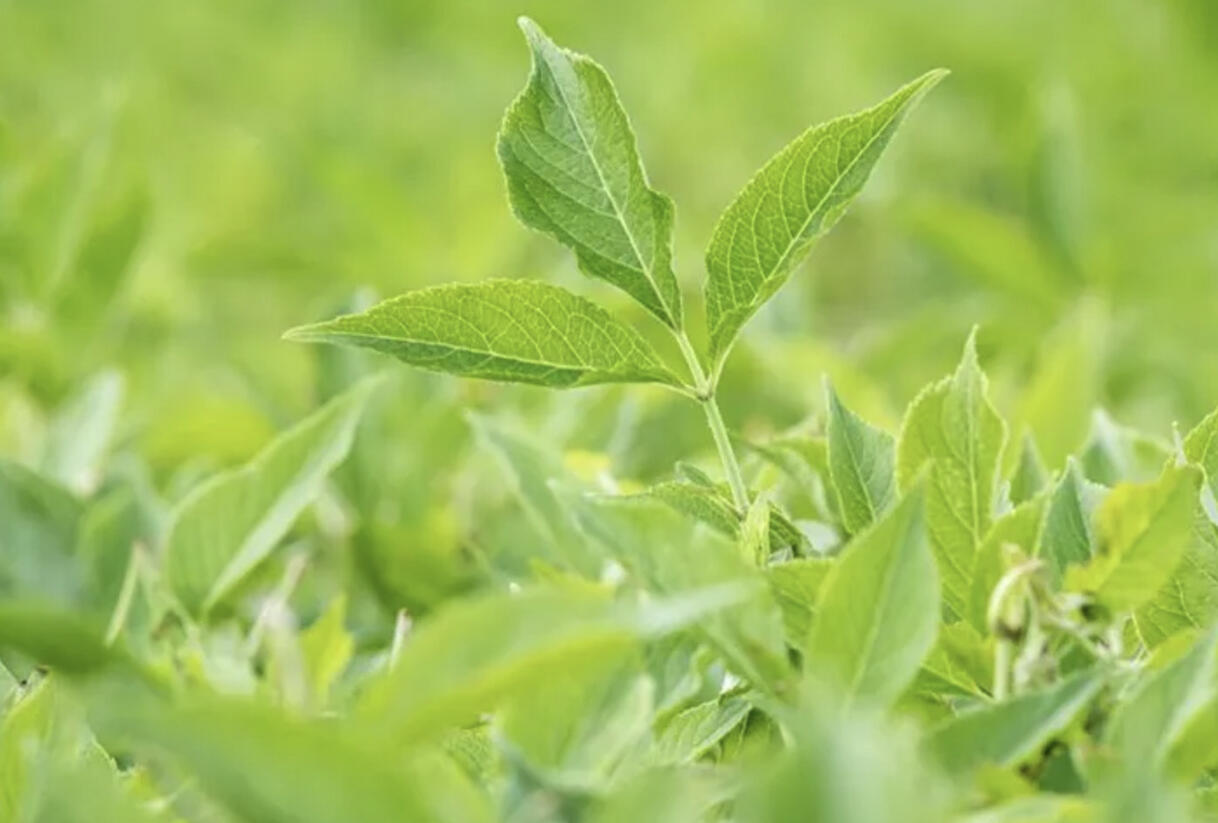 Bez černý 'Haschberg' - Sambucus nigra 'Haschberg'