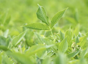 Bez černý 'Haschberg' - Sambucus nigra 'Haschberg'