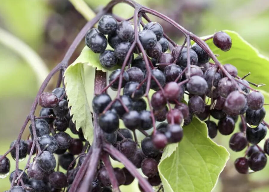 Bez černý 'Haschberg' - Sambucus nigra 'Haschberg'