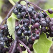 Bez černý 'Haschberg' - Sambucus nigra 'Haschberg'