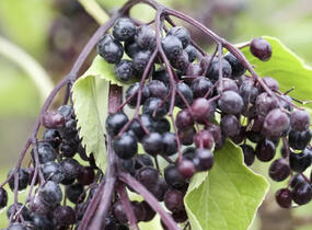 Bez černý 'Haschberg' - Sambucus nigra 'Haschberg'