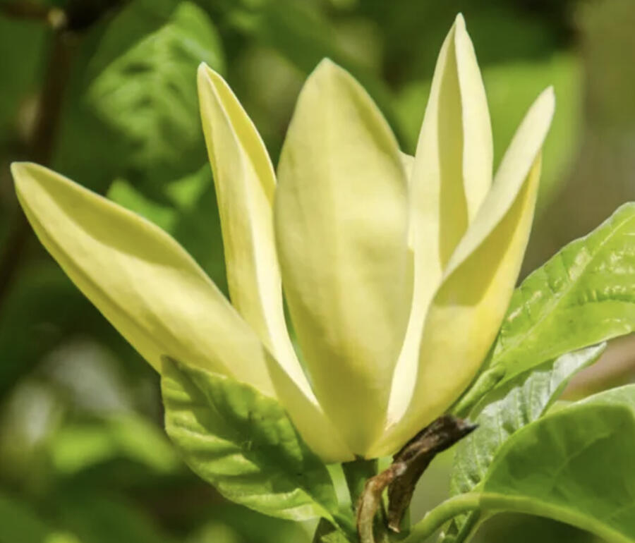 Šácholan 'Daphne' - Magnolia 'Daphne'
