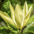 Šácholan 'Daphne' - Magnolia 'Daphne'