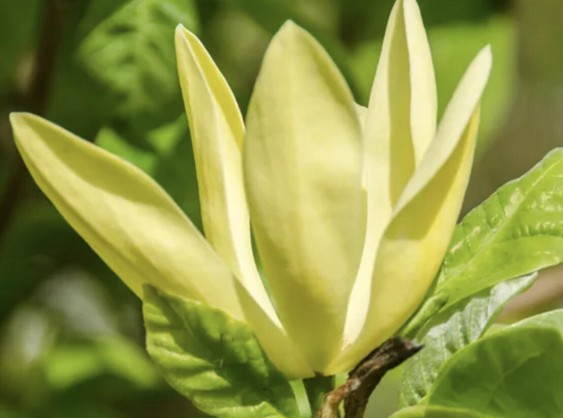 Šácholan 'Daphne' - Magnolia 'Daphne'