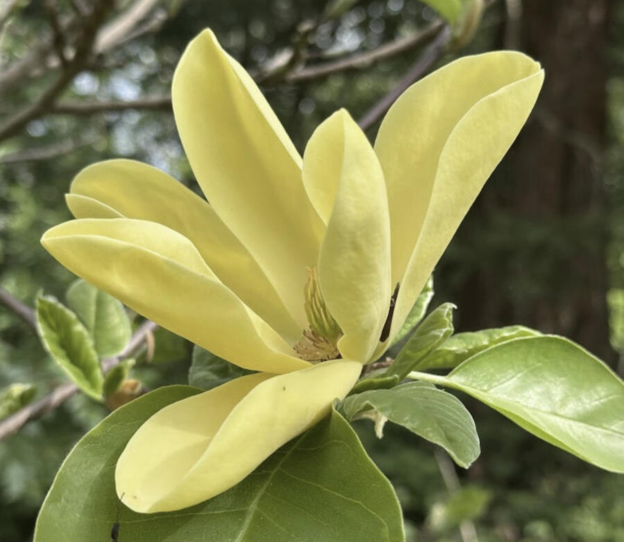 Šácholan 'Daphne' - Magnolia 'Daphne'