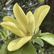 Šácholan 'Daphne' - Magnolia 'Daphne'