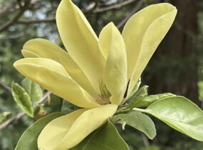 Šácholan 'Daphne' - Magnolia 'Daphne'