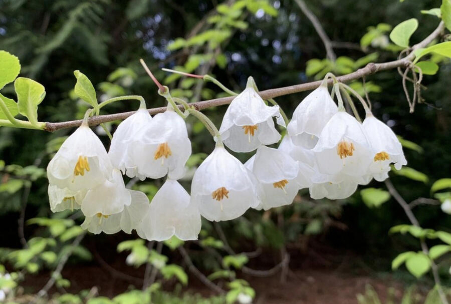 Halézie karolínská - Halesia carolina
