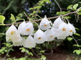 Halézie karolínská - Halesia carolina