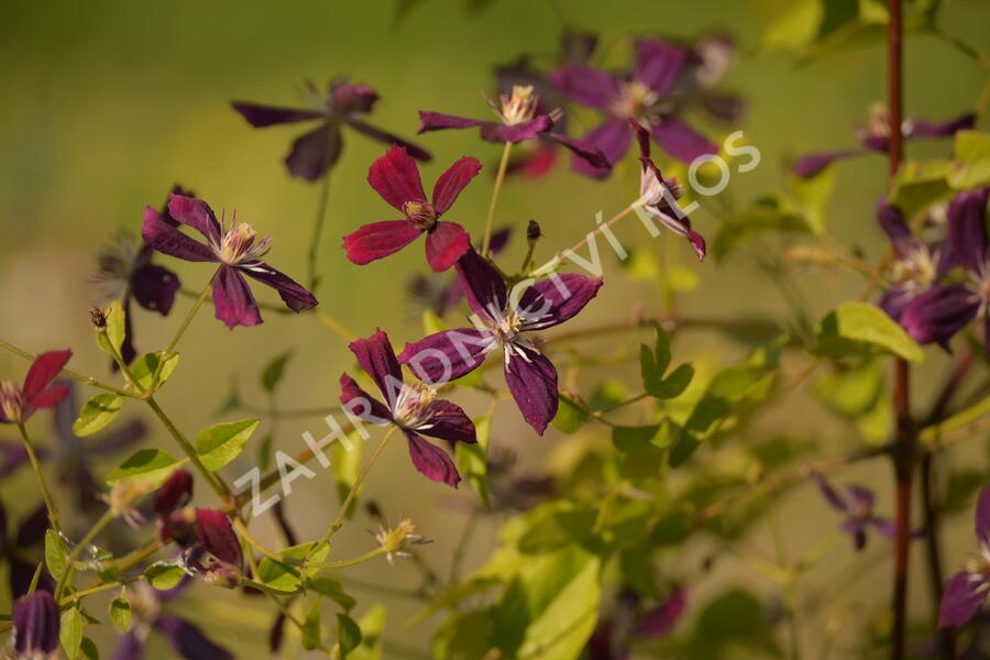 Plamének 'Sweet Summer Love' - Clematis flammula 'Sweet Summer Love'