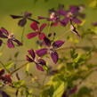 Plamének 'Sweet Summer Love' - Clematis flammula 'Sweet Summer Love'