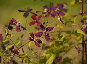 Plamének 'Sweet Summer Love' - Clematis flammula 'Sweet Summer Love'