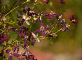 Plamének 'Sweet Summer Love' - Clematis flammula 'Sweet Summer Love'