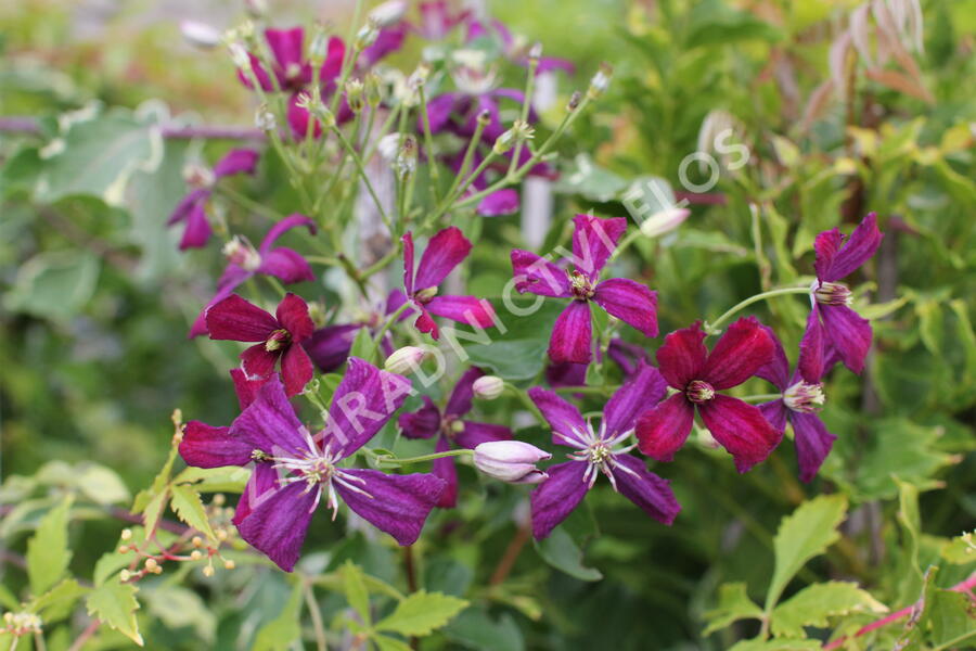 Plamének 'Sweet Summer Love' - Clematis flammula 'Sweet Summer Love'
