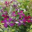 Plamének 'Sweet Summer Love' - Clematis flammula 'Sweet Summer Love'