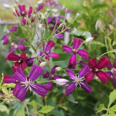 Plamének 'Sweet Summer Love' - Clematis flammula 'Sweet Summer Love'