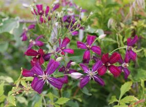 Plamének 'Sweet Summer Love' - Clematis flammula 'Sweet Summer Love'