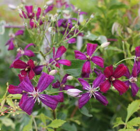 Plamének 'Sweet Summer Love' - Clematis flammula 'Sweet Summer Love'