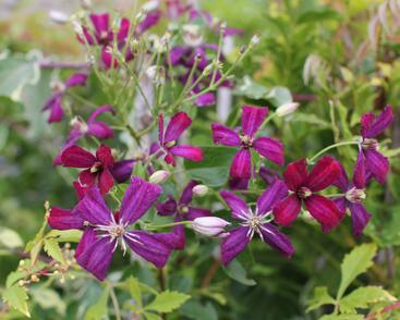 Plamének 'Sweet Summer Love'