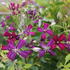 Clematis flammula 'Sweet Summer Love'.JPG