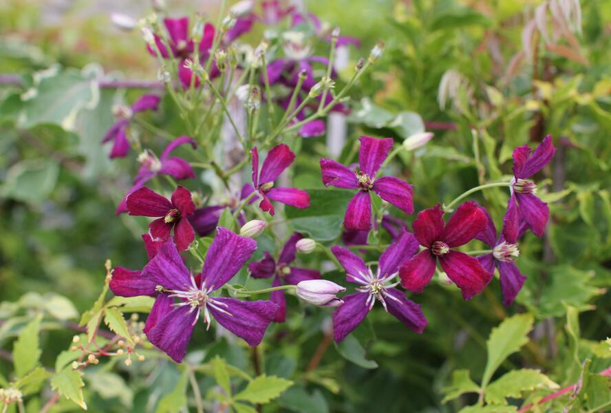 Plamének 'Sweet Summer Love' - Clematis flammula 'Sweet Summer Love'