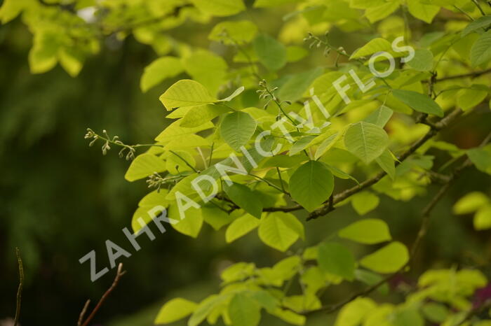 Křehokvětec žlutý - Cladrastis lutea