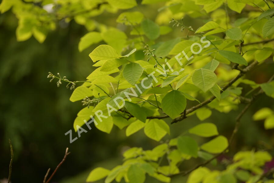 Křehokvětec žlutý - Cladrastis lutea