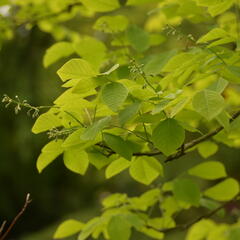 Křehokvětec žlutý - Cladrastis lutea