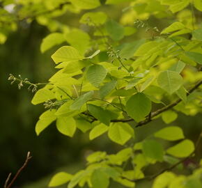 Křehokvětec žlutý - Cladrastis lutea