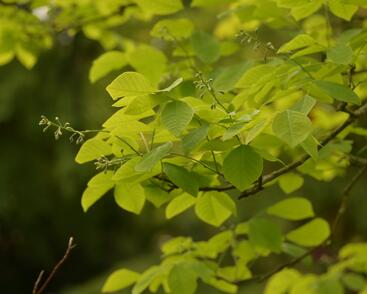 Křehovětvec žlutý