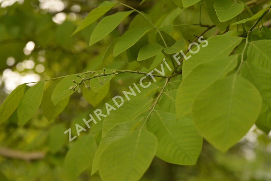 Křehokvětec žlutý - Cladrastis lutea