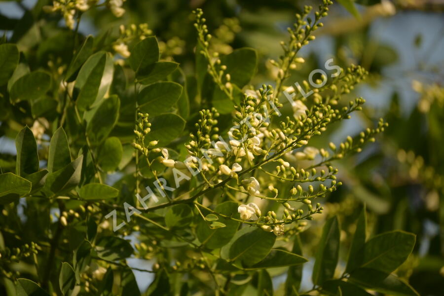 Jerlín japonský - Sophora japonica