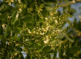Jerlín japonský - Sophora japonica