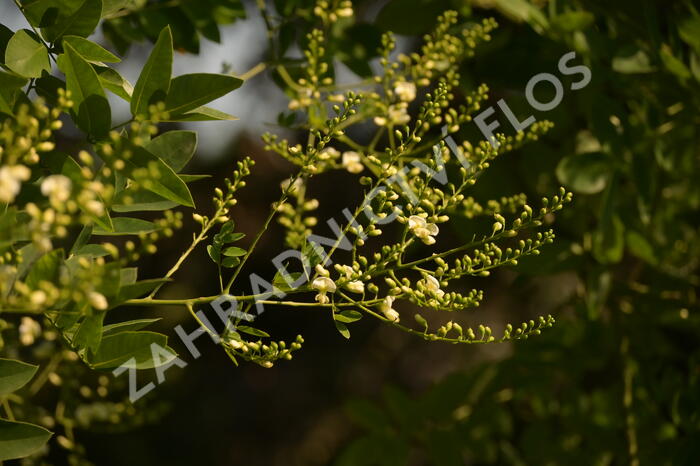 Jerlín japonský - Sophora japonica