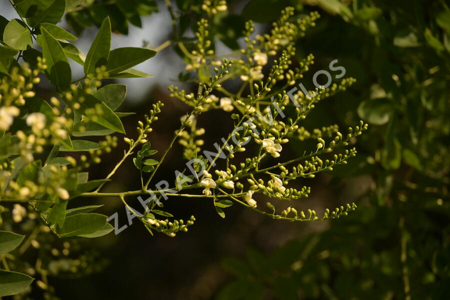 Jerlín japonský - Sophora japonica
