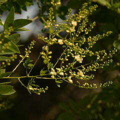 Jerlín japonský - Sophora japonica