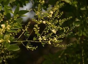 Jerlín japonský - Sophora japonica