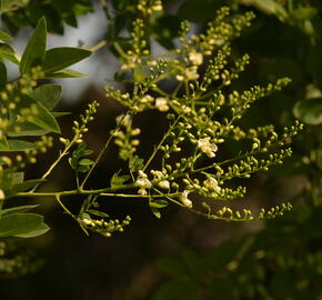 Jerlín japonský - Sophora japonica