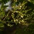 Sophora japonica.JPG